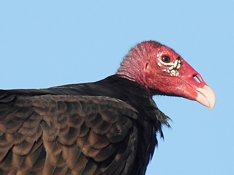 Turkey Vulture - profile