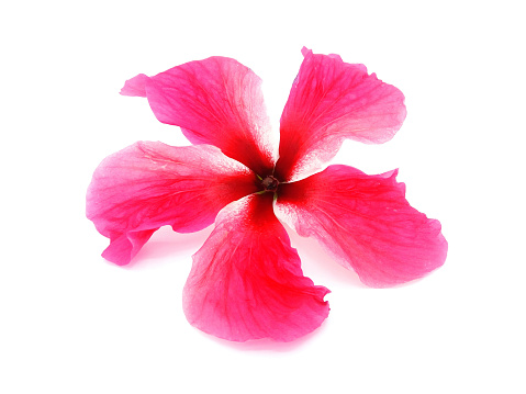 Close up pink, Shoe flower, Hibiscus, Chinese rose or, Chaba flower without pollen isolated on white background.