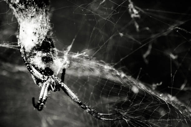 macro of a tiny spider spinning its web in german forest