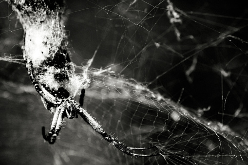 Big spider on cobweb with copy space in deep jungle or forest in black and white style. Close Up Animal, Wildlife and Beauty of Nature in monochrome tone. Selective focus