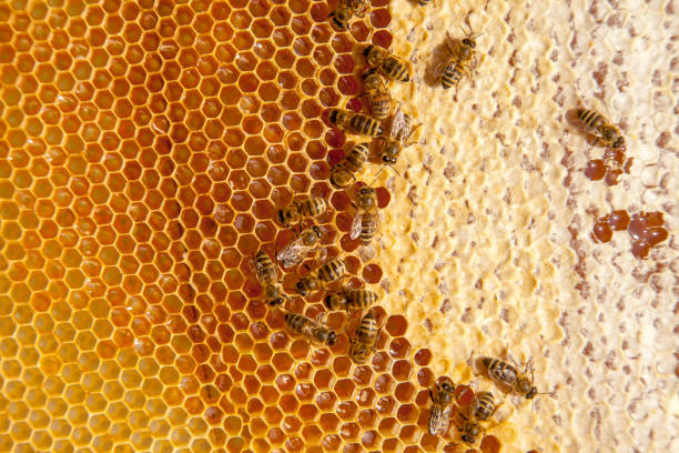 istock Working bees on the yellow honeycomb with sweet honey. 1793157543