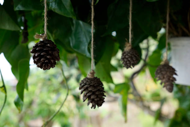 istock Conifer hung around the roof as decoration 1793159350