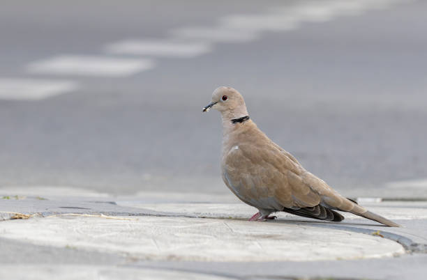 Collared Dove in natural habitat