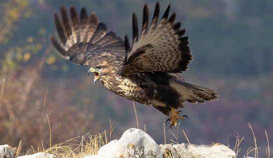 Common Buzzard in autumn mountain