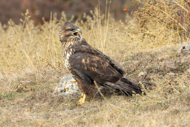 istock Common Buzzard in autumn mountain 1793159859