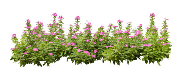 istock Tropical plant flower bush shrub tree oblique angle isolated on white background with clipping path. 1793159972