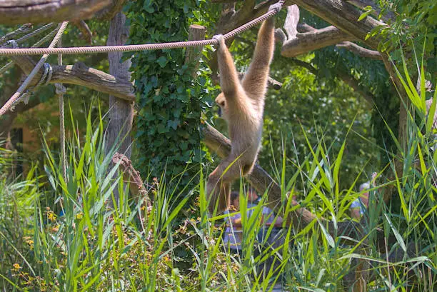 A large ape-like gibbon hangs prostrate on a tree, holding onto a rope with its hands. A family of primates found in Southeast Asia.