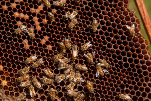 istock Queen bee in centre. Honeybees in nest around queen bee. 1793160164