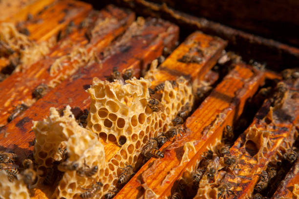 istock Open hive showing the bees swarming on a honeycomb. 1793160211