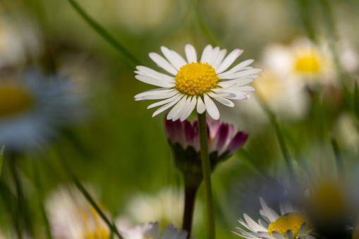 Close-up of daisies on green grass at springtime in Turkey.
