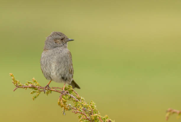 istock Dunnock (Prunella modularis) in natural habitat 1793160306