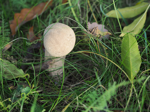 Young Common Puffball Mushroom, Lycoperdon perlatum, warted puffball, gem-studded puffball, devil's snuff-box, Agaricaceae