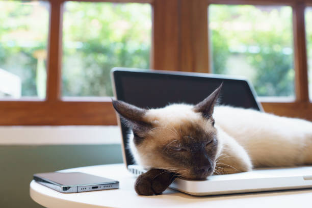 istock Cat on laptop working from home with cat. cat asleep on laptop keyboard assistant cat working at Laptop. 1793161486