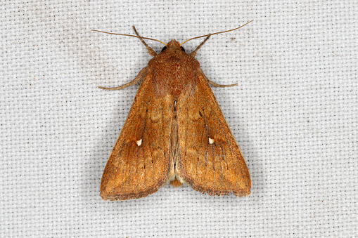 Mythimna albipuncta, the white-point, is a moth of the family Noctuidae. Insect on the curtain.