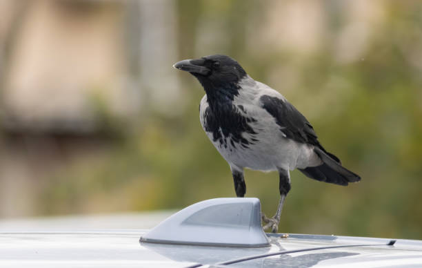 istock Hooded Crow sitting on car roof 1793161638