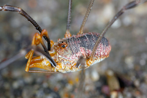 Close up of a Common Harvestman (Phalangium opilio) also known as brown harvestman and daddy longlegs) is a species of harvestman belonging to the family Phalangiidae.