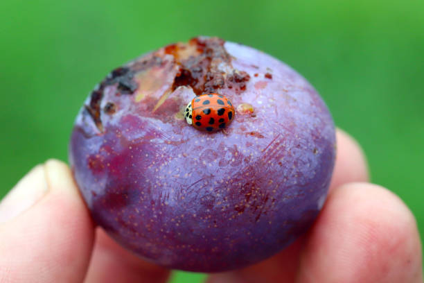 Harlequin ladybirds (Harmonia axyridis) feeding on a plum fruit held in the hand.