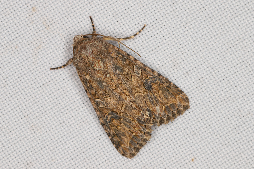 Closeup of the nutmeg moth, Anarta trifolii on the window curtain.