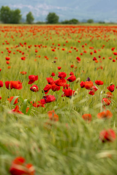 istock Poppy field at sunset 1793174920