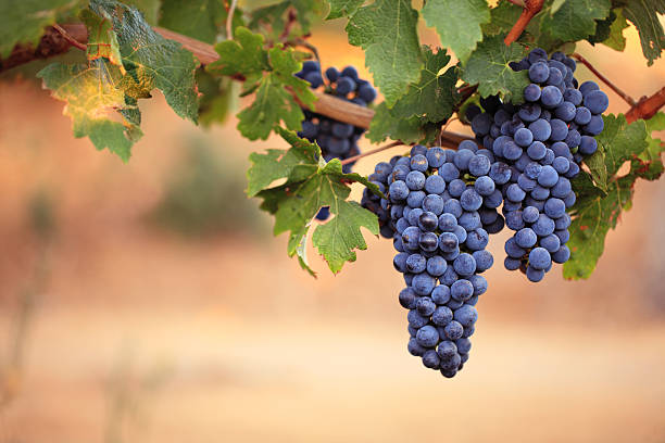 vin rouge, raisin sur la vigne - hanging from the vine photos et images de collection