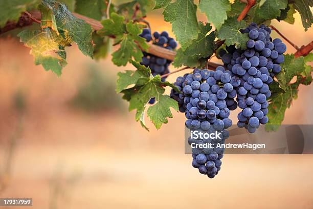 Red Wine Grapes On The Vine Stock Photo - Download Image Now - Agriculture, Autumn, Close-up