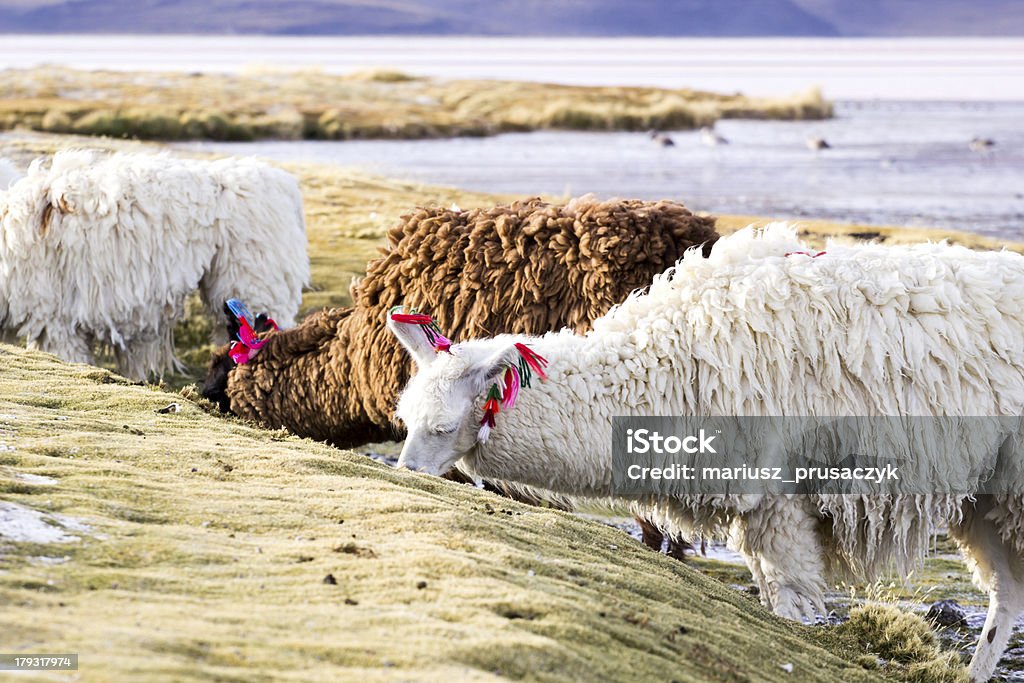 Lama en la Laguna Colorada, Bolivia - Foto de stock de Alcalino libre de derechos