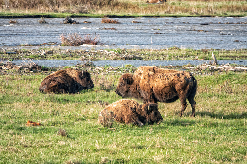 Bison grazing with their new born calves in the early morning hours at Yellowstone National Park.