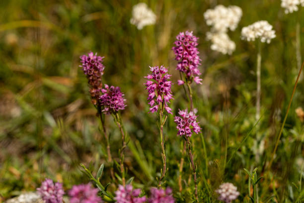 istock Spike Heath (Bruckenthalia spiculifolia) in natural habitat 1793183807