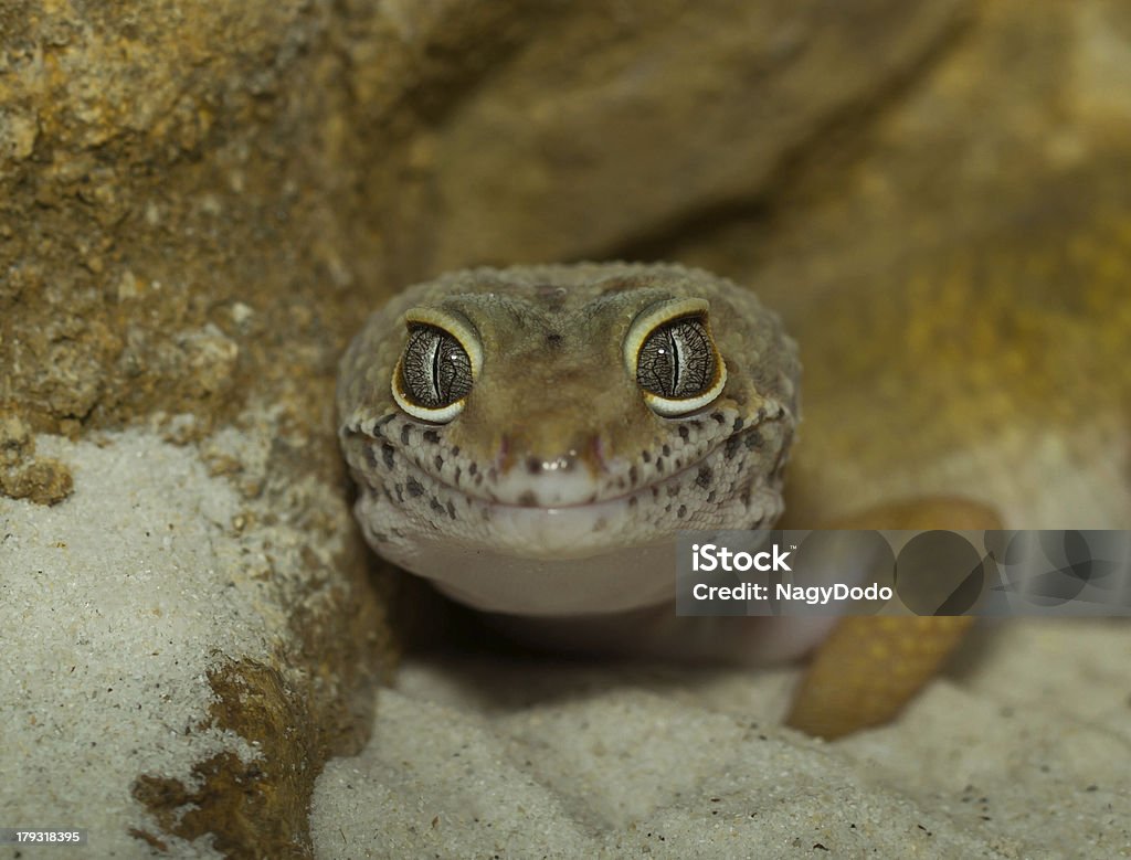 Geco leopardo cara sonriente - Foto de stock de Amarillo - Color libre de derechos