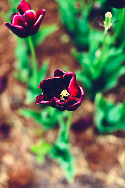Beautiful violet tulip stock photo
