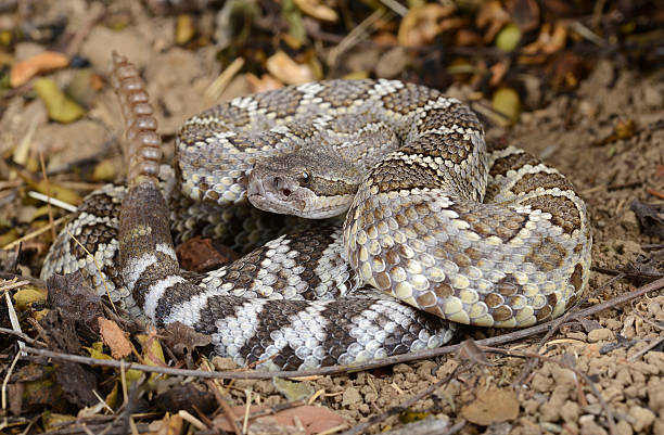 istock Southern Pacific Rattlesnake (Crotalus viridis helleri). 179318572
