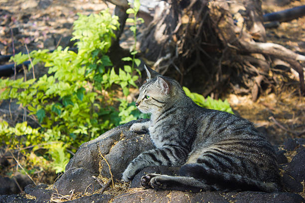Feral cat rests on a rock near the shores of Hawaii.