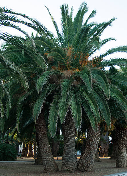 istock palm trees in the park 179319004