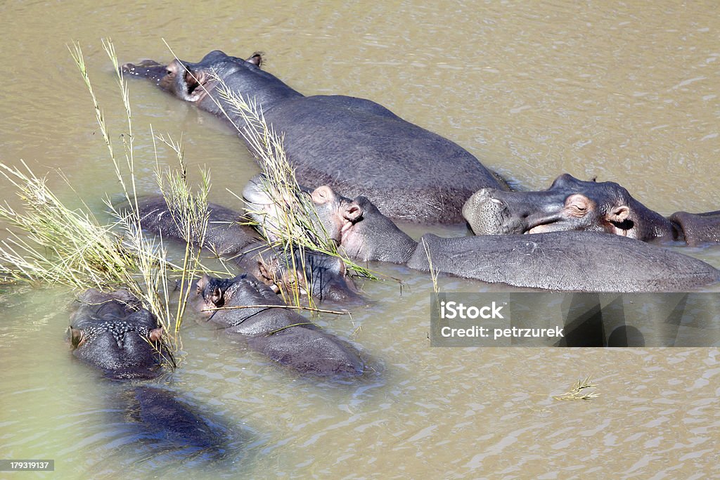 Hipopótamo família - Foto de stock de Animais Machos royalty-free