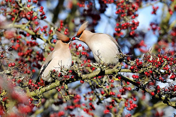 Waxwing, Bombycilla garrulus Waxwing, Bombycilla garrulus, two birds feeding each other, Midlands, December 2010 cedar waxwing stock pictures, royalty-free photos & images