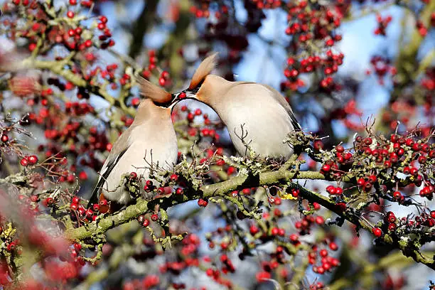 Waxwing, Bombycilla garrulus, two birds feeding each other, Midlands, December 2010