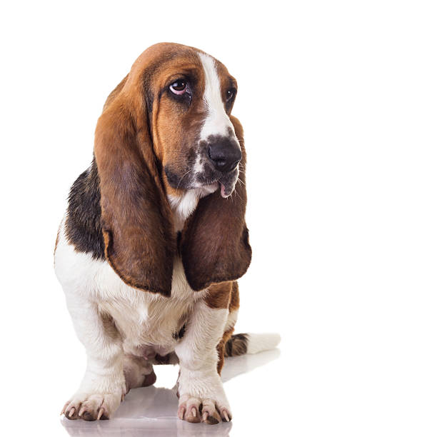 A portrait of a long eared purebred basset hound dog, a loyal droopy looking pet.  Vertical image in studio setting.