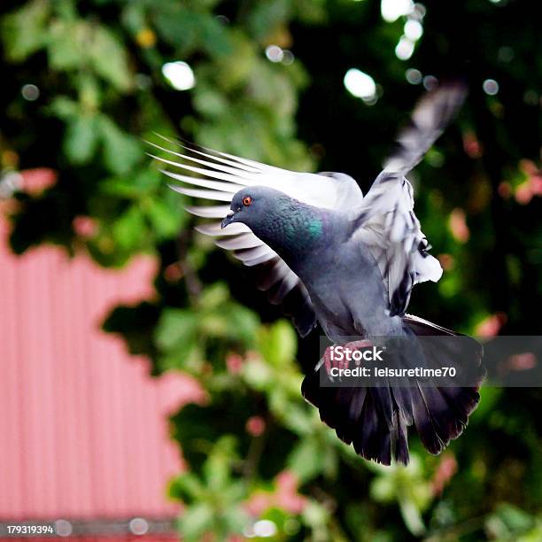 Fliegende Taube In Der Natur Stockfoto und mehr Bilder von Aktivitäten und Sport - Aktivitäten und Sport, Anmut, Bewegung