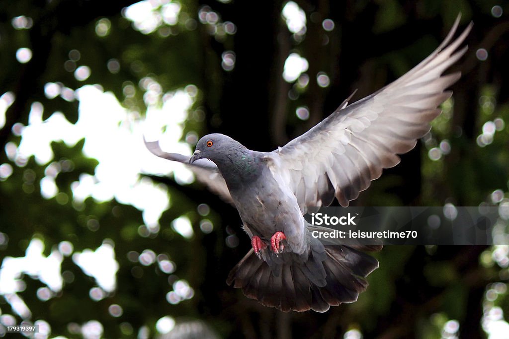 Voar Pombo no natural - Royalty-free Pombo-correio Foto de stock