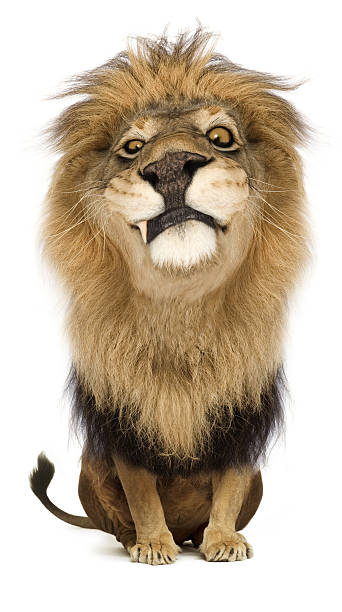 19,993 Lion Funny Stock Photos, Pictures & Royalty-Free Images - iStock | Animal funny, Eagle funny, Panda 19,993 Lion Funny Stock Photos, Pictures & Royalty-Free Images - iStock | Animal funny, Eagle funny, Panda