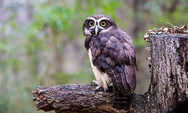 Spectacled Owl A spectacled owl gives a hard stare at the Carolina Raptor Center. North Carolina spectacled owls (pulsatrix perspicillata) stock pictures, royalty-free photos & images