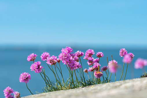 Pink Sea thrift on a rock at the west coast of Sweden.