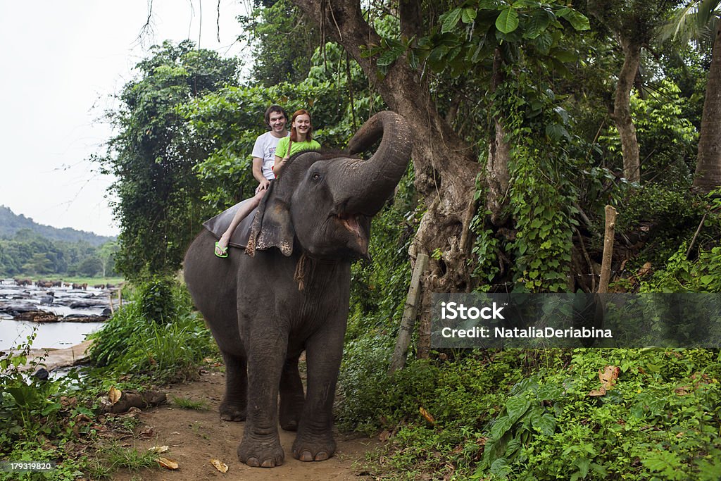 Слон, Шри-Ланка - Стоковые фото Шри-Ланка роялти-фри