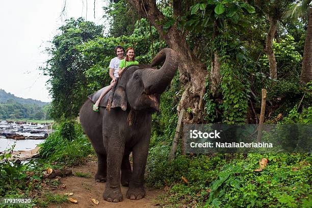 Слон Шриланка — стоковые фотографии и другие картинки Шри-Ланка - Шри-Ланка, Медовый месяц, Слон - Толстокожие животные