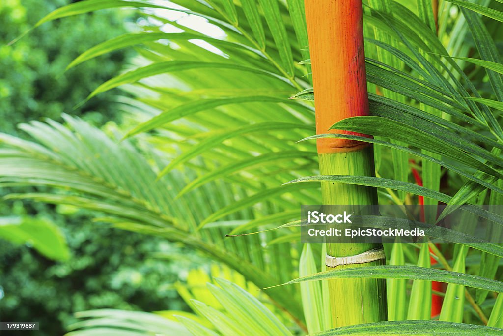 Plantas tropicales - Foto de stock de Aire libre libre de derechos