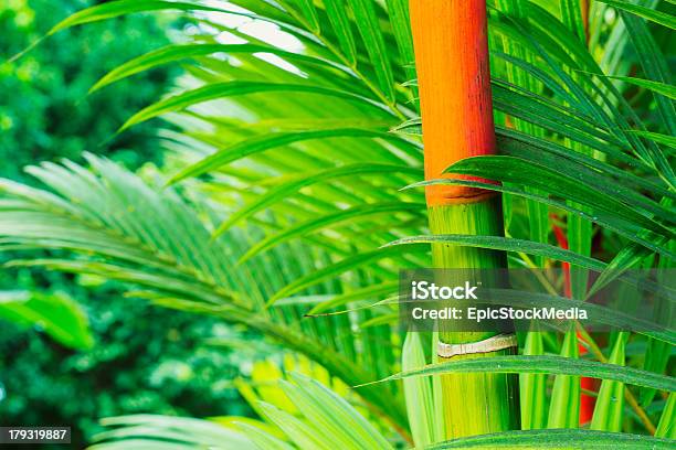 Plantas Tropicales Foto de stock y más banco de imágenes de Aire libre - Aire libre, Atestado, Bosque