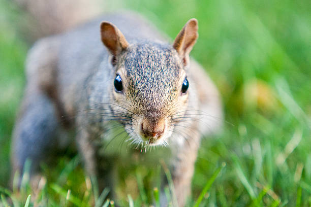 Squirrel Close Up stock photo