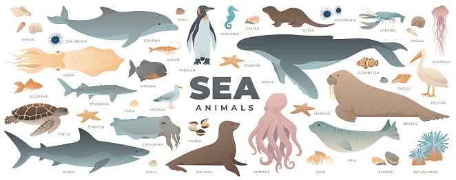 Sea animals set. Modern vector illustration of under water world. Marine life collection isolated on white background. Clams, oyster, lobster, octopus, crab, shrimp, jellyfish, seahorse, shells, starfish, sea anemone, cuttlefish, squid, goldfish, sea urchin, seal, shark, pelican, otter, walrus, penguin, whale, dolphin, turtle, seagull, sea lion, sturgeon, clown fish, piranha.