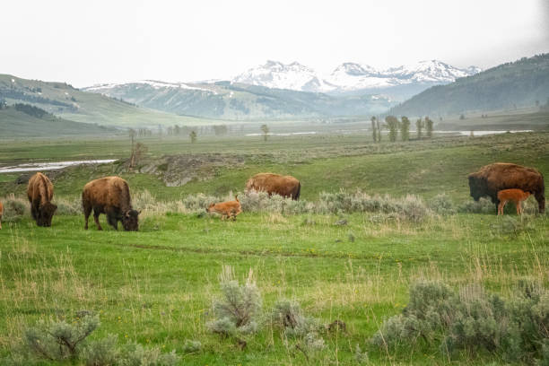 istock bison grazing with calves 1793212552
