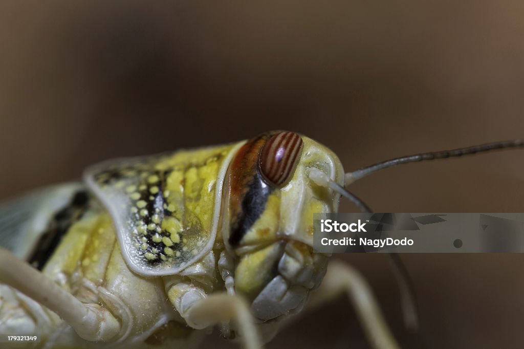 close-up de um belos locust - Foto de stock de Amarelo royalty-free